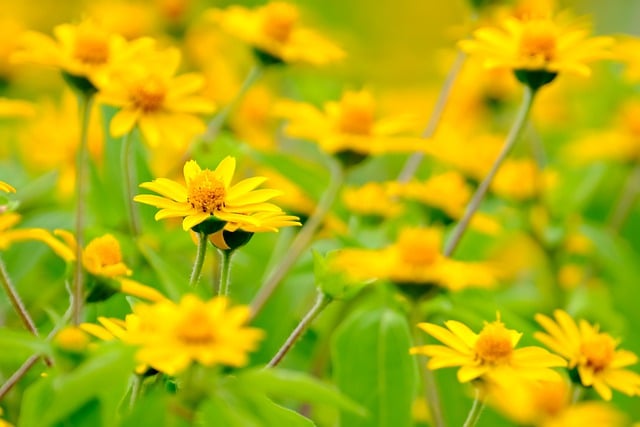 Free download flowers plants yellow flora botany free picture to be edited with GIMP free online image editor