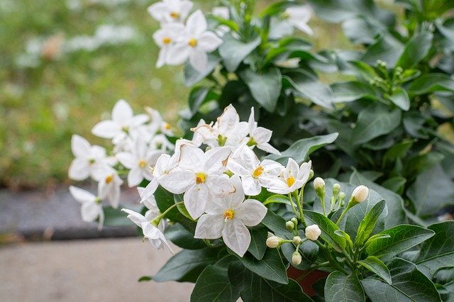 Скачать бесплатно Flowers Plant White - бесплатное фото или изображение для редактирования с помощью онлайн-редактора изображений GIMP