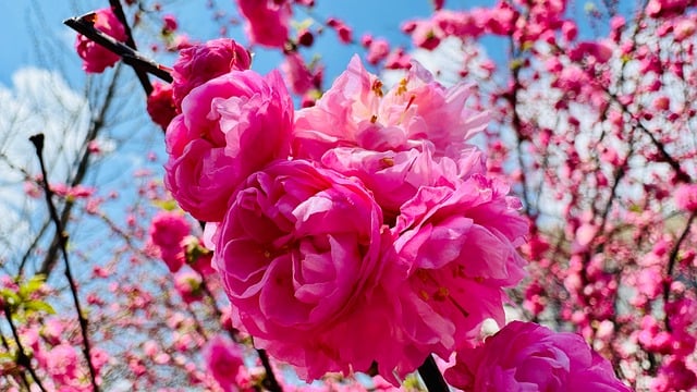 Free download flowers plum blossom natural free picture to be edited with GIMP free online image editor