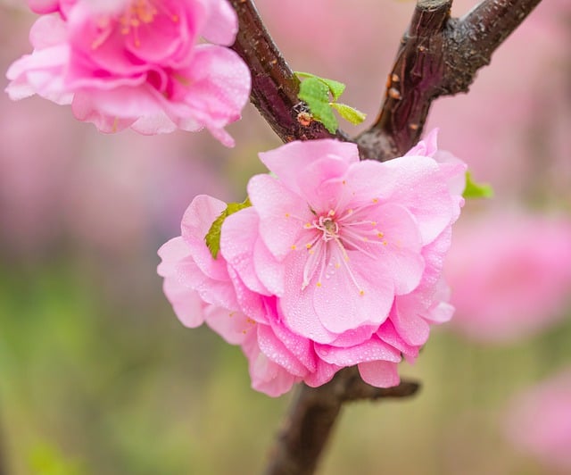 Free download flowers plum blossom plant free picture to be edited with GIMP free online image editor