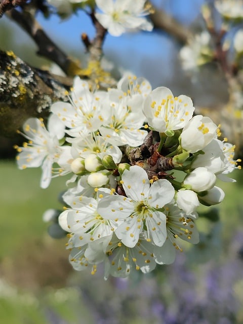 Free download flowers plum blossoms white flowers free picture to be edited with GIMP free online image editor