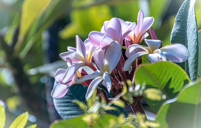 قم بتنزيل صورة مجانية لزهور بلوميريا فرانجيباني مجانًا لتحريرها باستخدام محرر الصور المجاني عبر الإنترنت GIMP