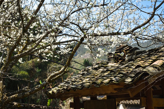 Free download flowers plum flowers spring free picture to be edited with GIMP free online image editor