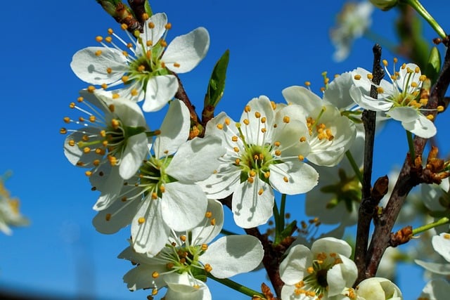 Free download flowers plum fruit spring bloom free picture to be edited with GIMP free online image editor