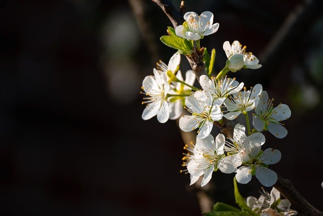 Free download flowers plum white spring botany free picture to be edited with GIMP free online image editor