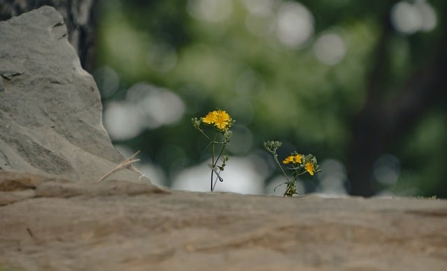 Kostenloser Download Blumen Teich Blüte Blütenpflanzen Kostenloses Bild, das mit dem kostenlosen Online-Bildeditor GIMP bearbeitet werden kann