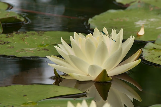 Free download flowers pond lotus blossom insect free picture to be edited with GIMP free online image editor