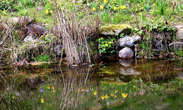 Free download flowers pond reflection water free picture to be edited with GIMP free online image editor