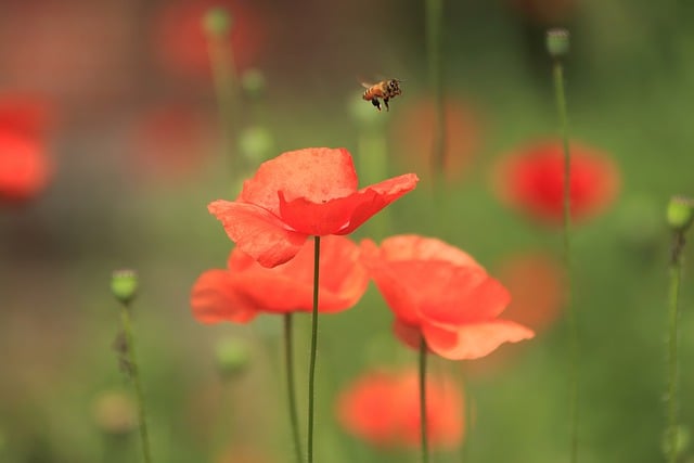 Free download flowers poppies bee pollination free picture to be edited with GIMP free online image editor