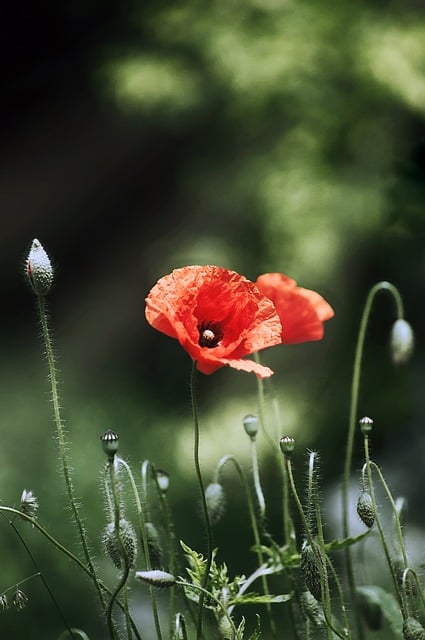 Free download flowers poppies grass nature bloom free picture to be edited with GIMP free online image editor