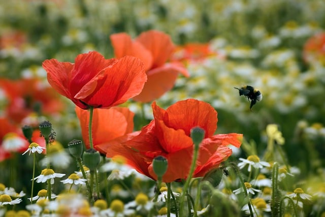Free download flowers poppies insect bee free picture to be edited with GIMP free online image editor