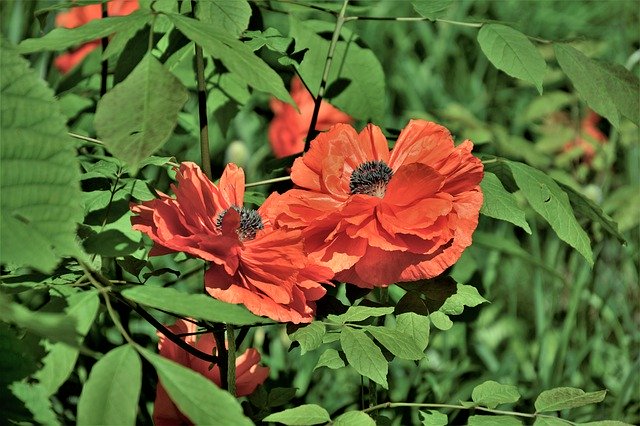 Free download Flowers Poppies Polly -  free photo or picture to be edited with GIMP online image editor