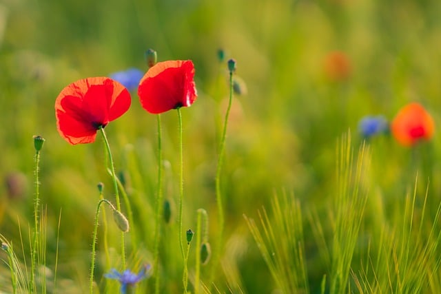 Free download flowers poppies wildflowers free picture to be edited with GIMP free online image editor