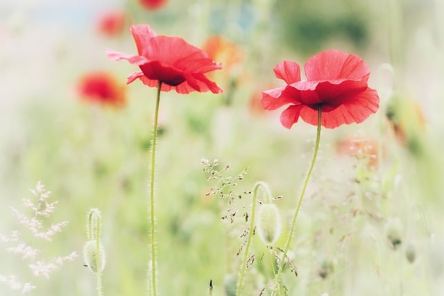 Free download flowers poppy red nature spring free picture to be edited with GIMP free online image editor