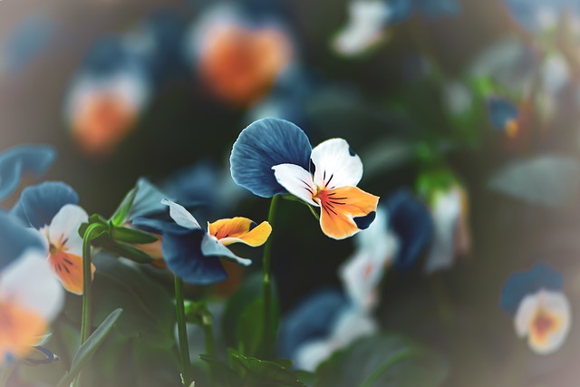 Free download flowers postcard macro blurred free picture to be edited with GIMP free online image editor