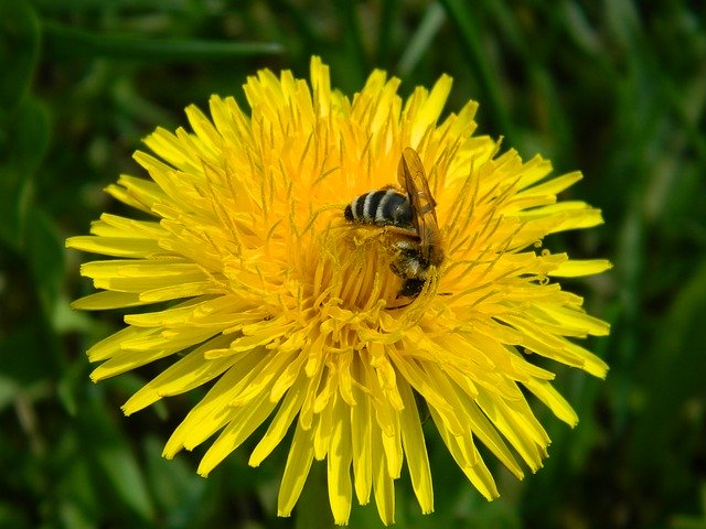 Free picture Flower Spring Bee -  to be edited by GIMP free image editor by OffiDocs