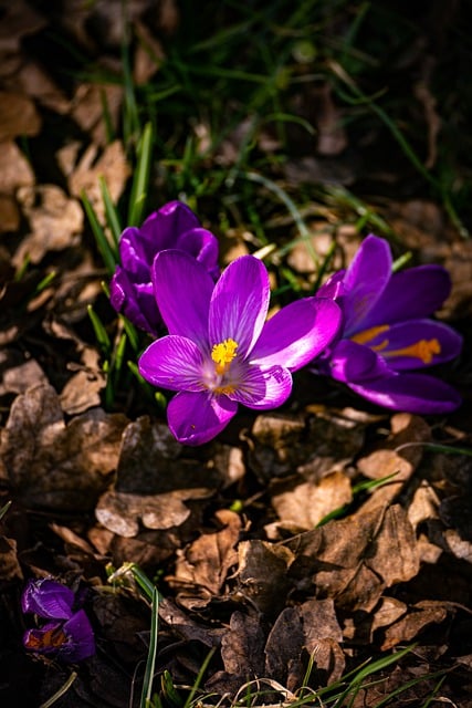 Free download flower spring bloom blossoms plant free picture to be edited with GIMP free online image editor
