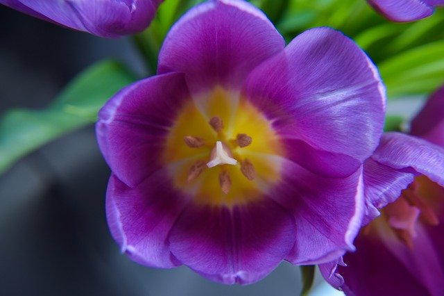 Descărcare gratuită Flower Spring Blooms At - fotografie sau imagini gratuite pentru a fi editate cu editorul de imagini online GIMP