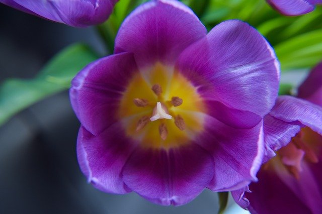 ดาวน์โหลดฟรี Flower Spring Blooms At - รูปถ่ายหรือรูปภาพฟรีที่จะแก้ไขด้วยโปรแกรมแก้ไขรูปภาพออนไลน์ GIMP