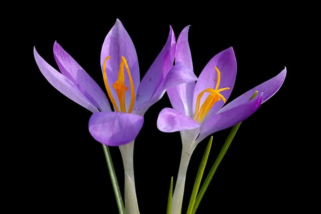 Free download flower spring crocus blossom bloom free picture to be edited with GIMP free online image editor