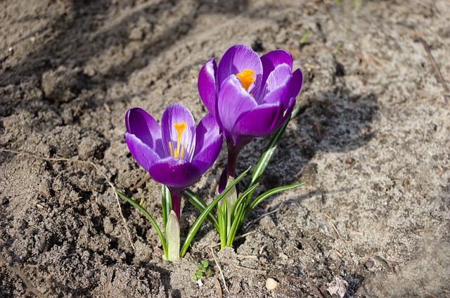 Free download flower spring crocus botany bloom free picture to be edited with GIMP free online image editor