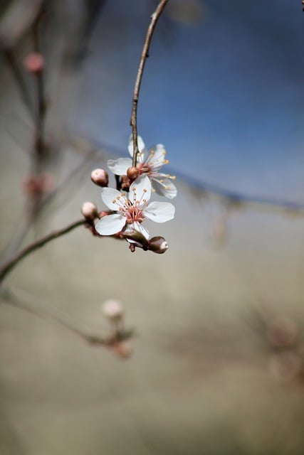 Free download flower spring flora tree meadow free picture to be edited with GIMP free online image editor