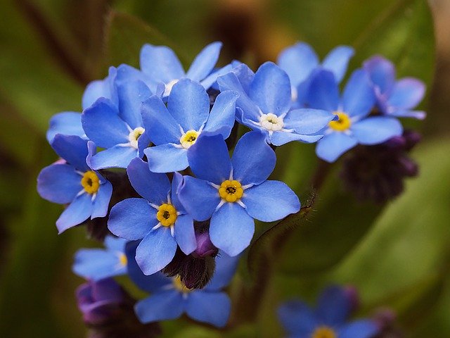 Free download Flower Spring Forget Me Not -  free photo or picture to be edited with GIMP online image editor