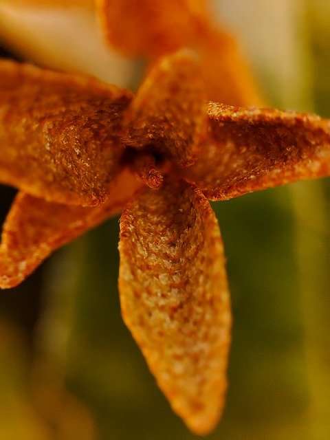 Free download flower spring garden plant sprout free picture to be edited with GIMP free online image editor