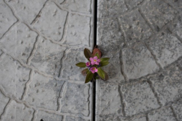 Free download Flower Spring Life -  free photo or picture to be edited with GIMP online image editor