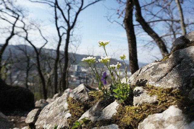 Free download Flower Spring Mountain -  free photo or picture to be edited with GIMP online image editor