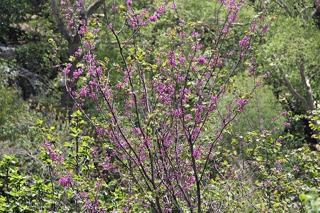 Скачать бесплатно Flower Spring Nature - бесплатный шаблон фото для редактирования с помощью онлайн-редактора изображений GIMP