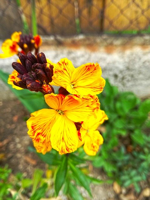 Unduh gratis Flower Spring Orange - foto atau gambar gratis untuk diedit dengan editor gambar online GIMP