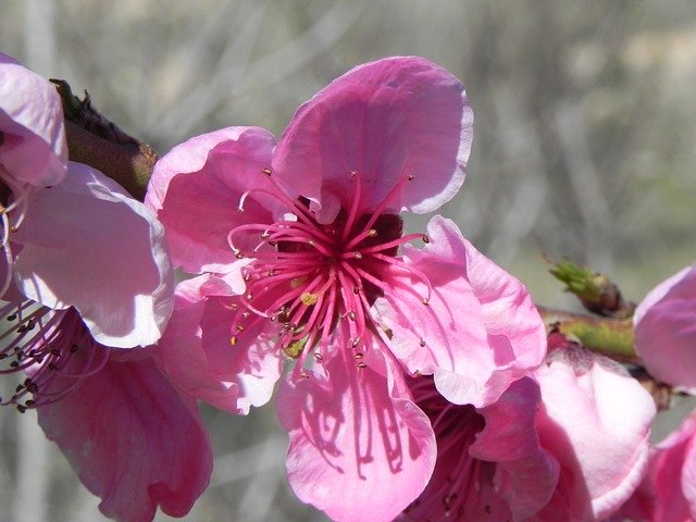 Free download Flower Spring Peach -  free photo or picture to be edited with GIMP online image editor