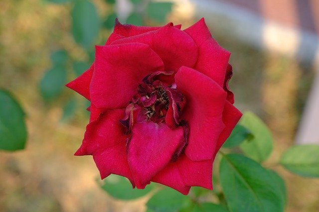 Free picture Flower Spring Rose -  to be edited by GIMP free image editor by OffiDocs