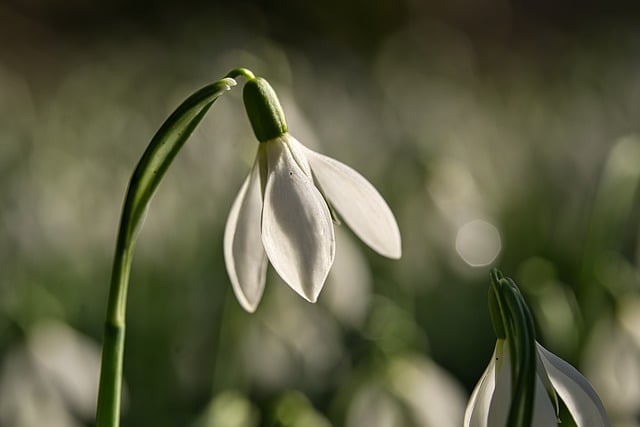Free download flower spring snowdrop free picture to be edited with GIMP free online image editor