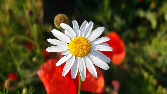 Descărcare gratuită Flower Spring Summer - fotografie sau imagine gratuită pentru a fi editată cu editorul de imagini online GIMP