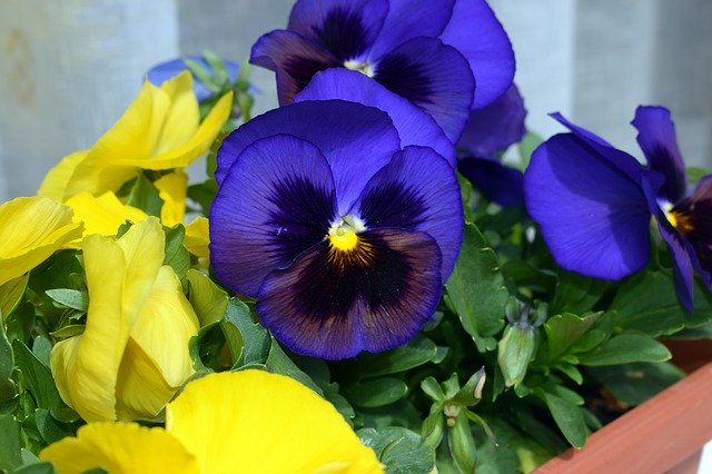 Free download Flower Spring Violet -  free photo or picture to be edited with GIMP online image editor