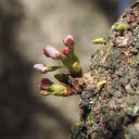flower sprouts  screen for extension Chrome web store in OffiDocs Chromium