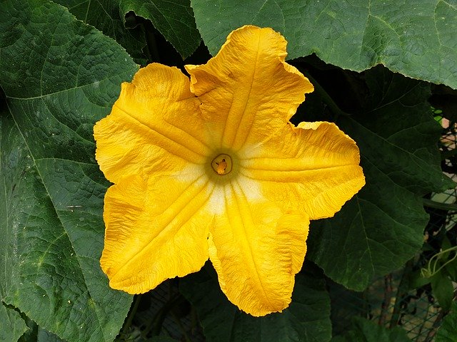 Free picture Flowers Pumpkin Nature -  to be edited by GIMP free image editor by OffiDocs