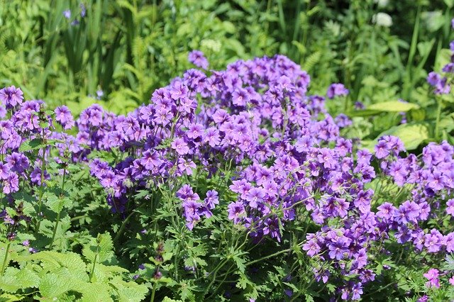 Téléchargement gratuit de Fleurs Violettes - photo ou image gratuite à modifier avec l'éditeur d'images en ligne GIMP