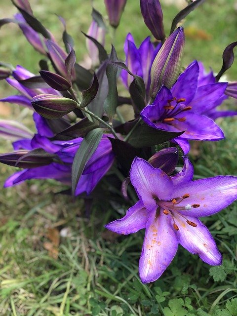 הורדה חינם Flowers Purple Bloom - תמונה או תמונה בחינם לעריכה עם עורך התמונות המקוון GIMP