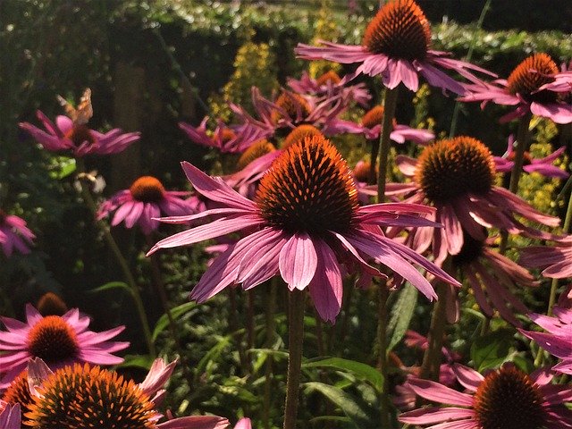 Gratis download Flowers Purple Coneflower - gratis foto of afbeelding om te bewerken met GIMP online afbeeldingseditor