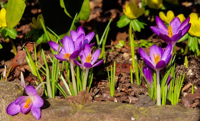 Free download flowers purple crocus crocus free picture to be edited with GIMP free online image editor