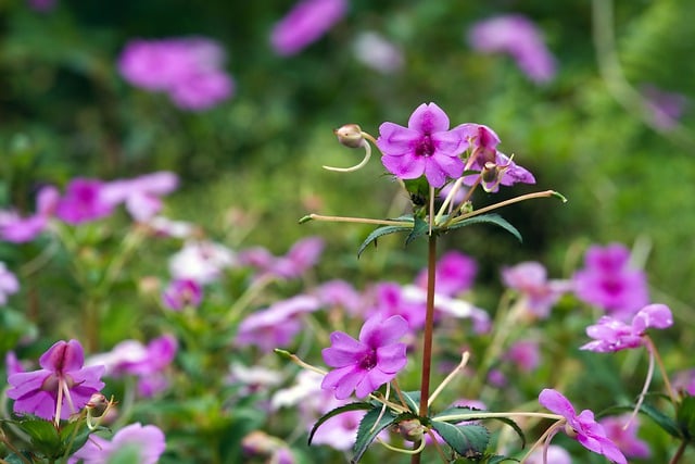 Free download flowers purple flowers bloom garden free picture to be edited with GIMP free online image editor