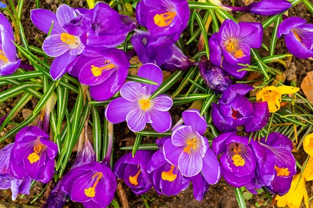 Free download flowers purple flowers garden free picture to be edited with GIMP free online image editor