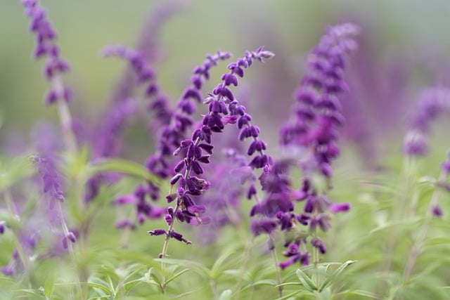 Free download flowers purple mexican sage free picture to be edited with GIMP free online image editor