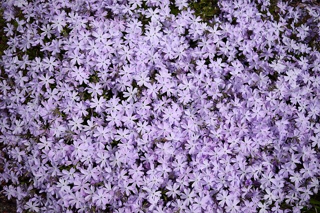 Kostenloser Download Flowers Purple Nature - kostenloses kostenloses Foto oder Bild zur Bearbeitung mit GIMP Online-Bildbearbeitung