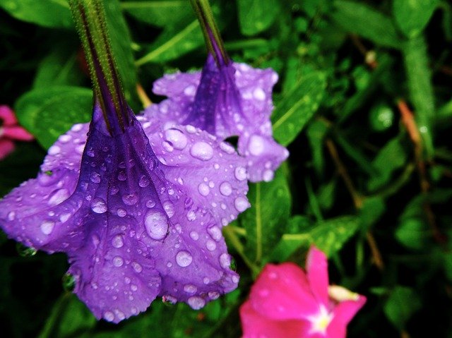 Free download Flowers Purple Rocio -  free photo or picture to be edited with GIMP online image editor
