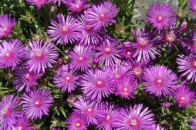 Descarga gratuita Flowers Purple Star - foto o imagen gratis para editar con el editor de imágenes en línea GIMP