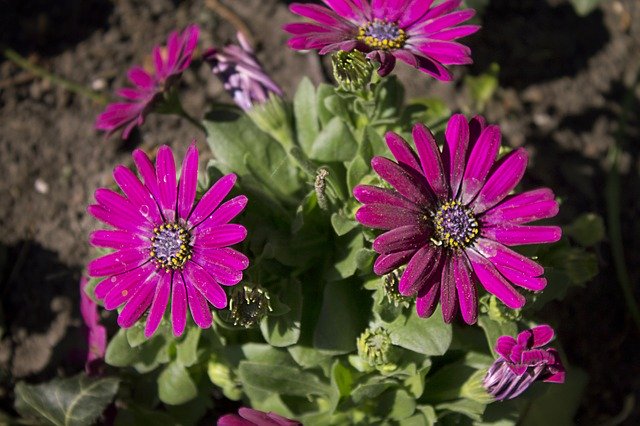 Descarga gratuita Flowers Purple Violet - foto o imagen gratuita para editar con el editor de imágenes en línea GIMP